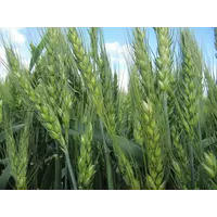 Пшениця озима(органічна)